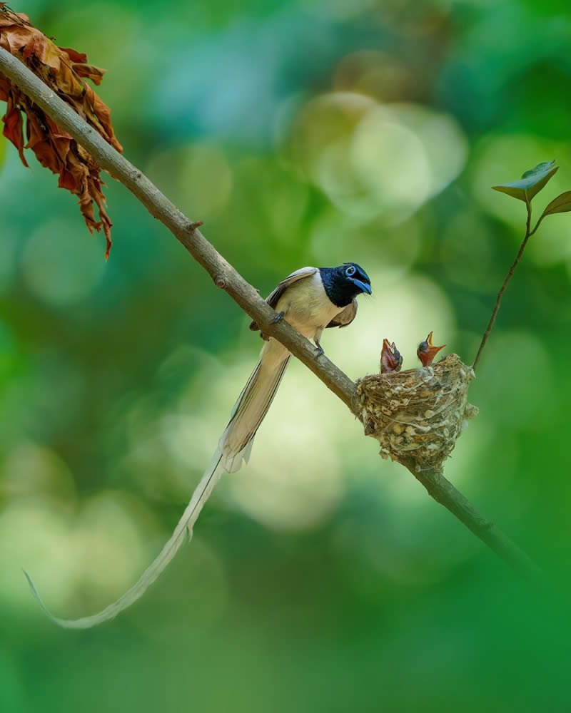 Indian Wildlife Photography by Swarnendu Chatterjee