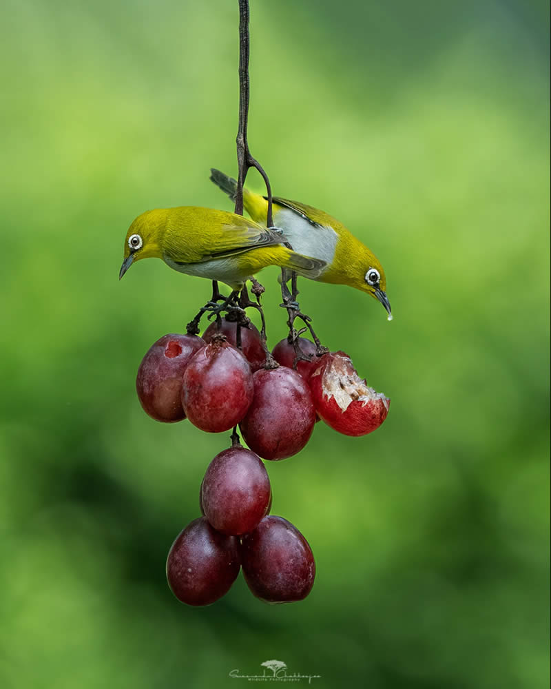 Indian Wildlife Photography by Swarnendu Chatterjee