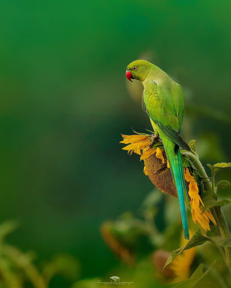 Indian Wildlife Photography by Swarnendu Chatterjee