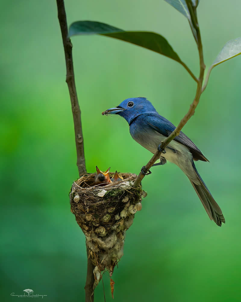 Indian Wildlife Photography by Swarnendu Chatterjee