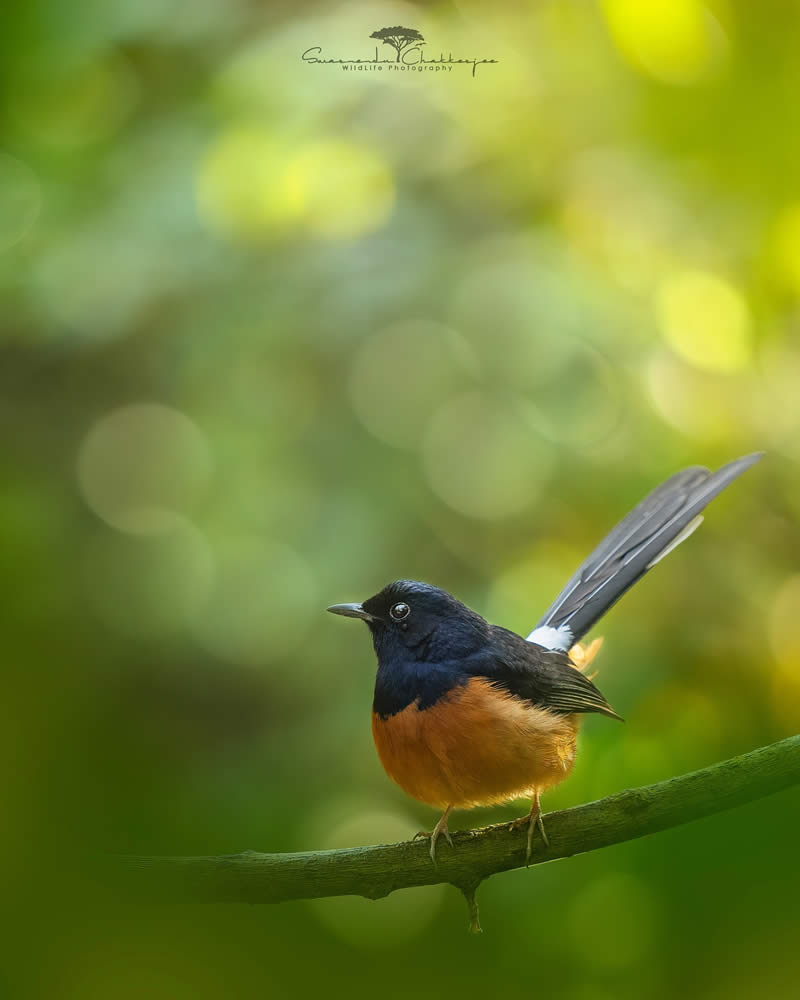 Indian Wildlife Photography by Swarnendu Chatterjee