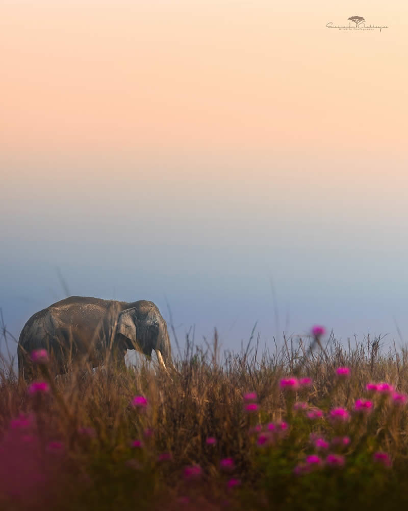 Indian Wildlife Photography by Swarnendu Chatterjee