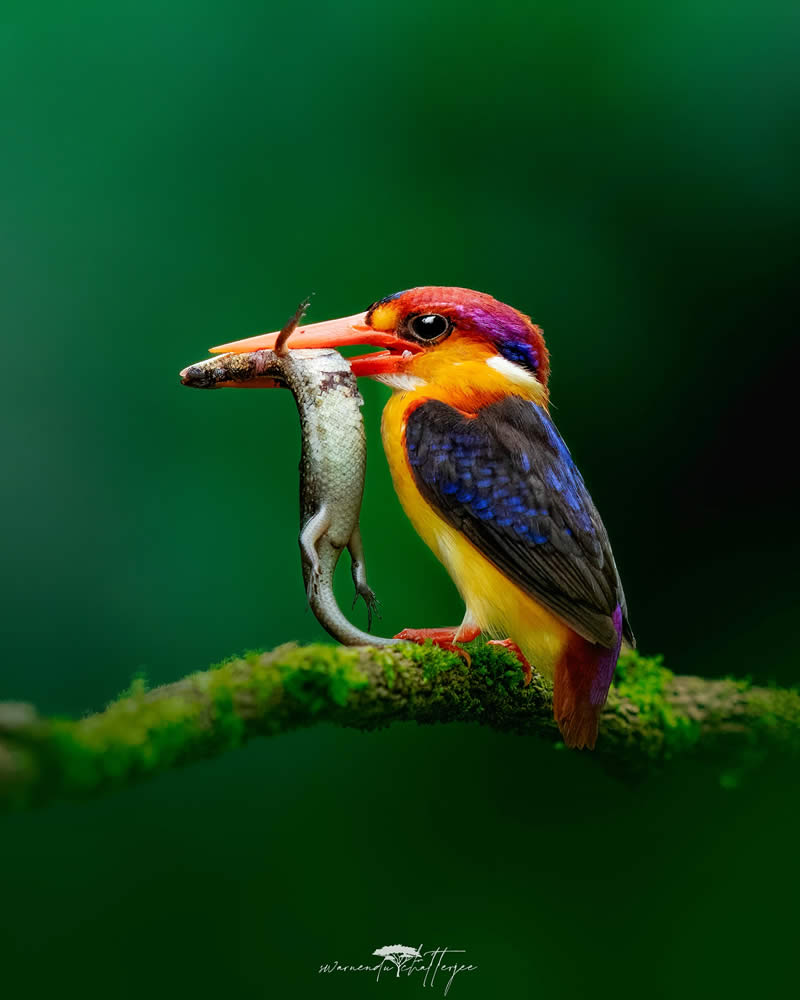 Indian Wildlife Photography by Swarnendu Chatterjee