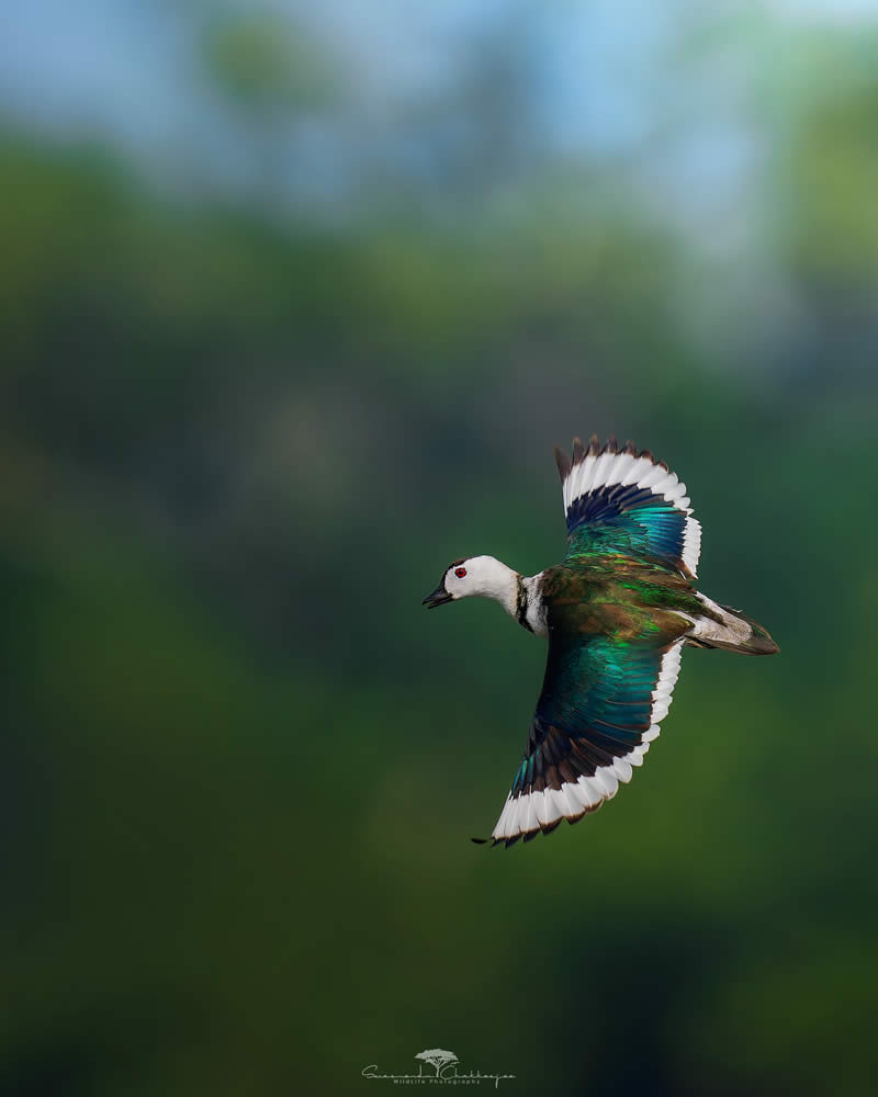 Indian Wildlife Photography by Swarnendu Chatterjee