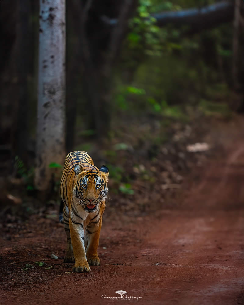 Indian Wildlife Photography by Swarnendu Chatterjee