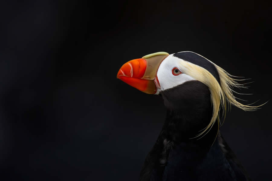 1839 Photographer of the Year Awards Wildlife Winners