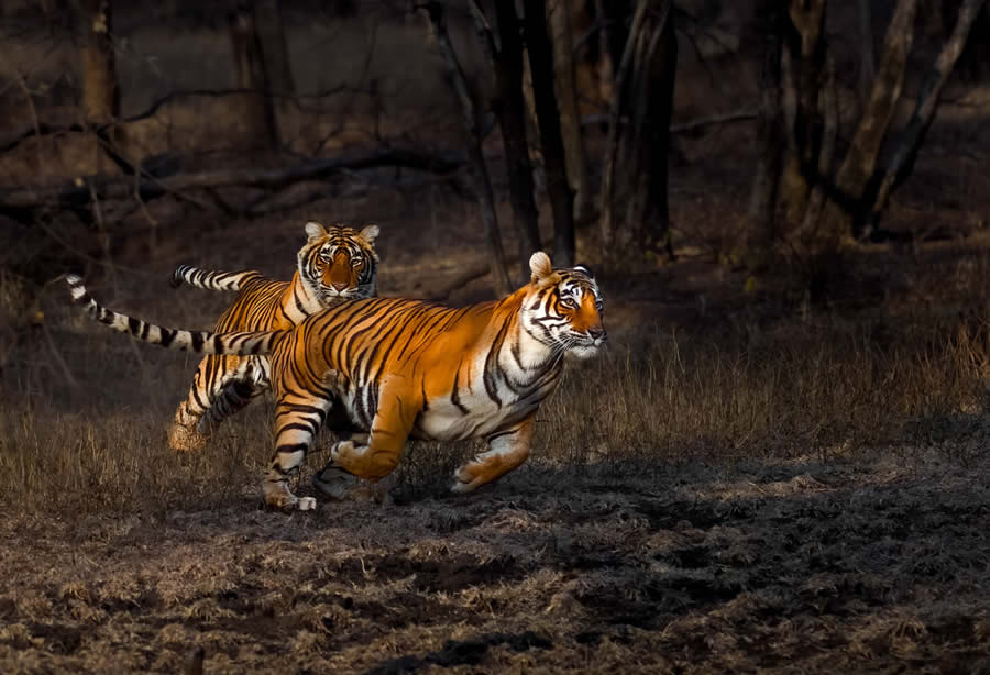 1839 Photographer of the Year Awards Wildlife Winners