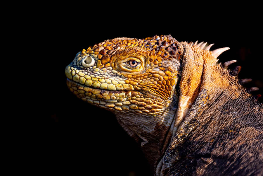 1839 Photographer of the Year Awards Wildlife Winners