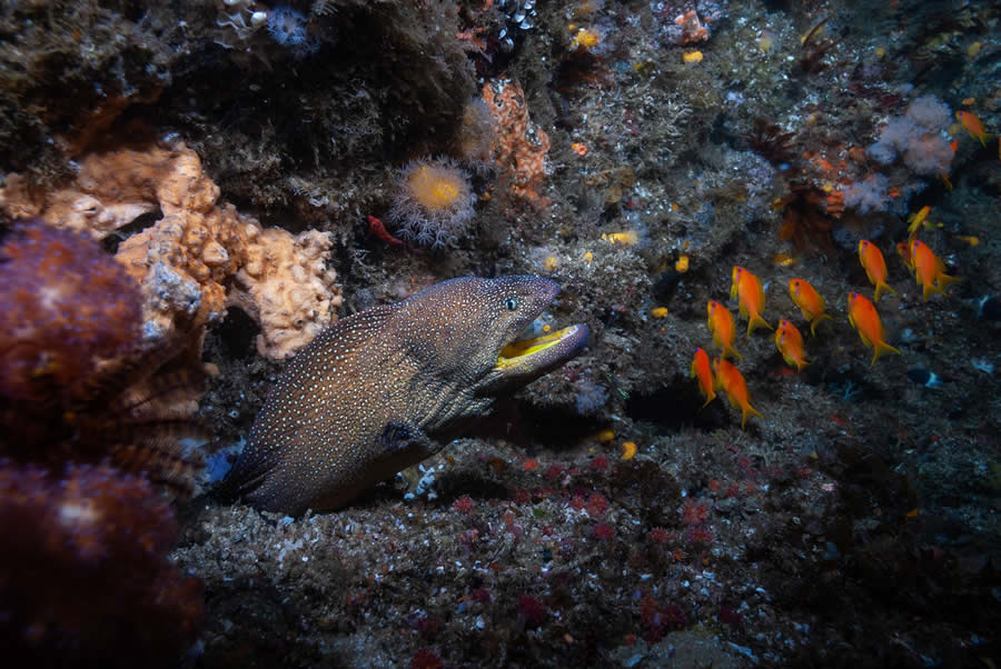 1839 Photographer of the Year Awards Wildlife Winners