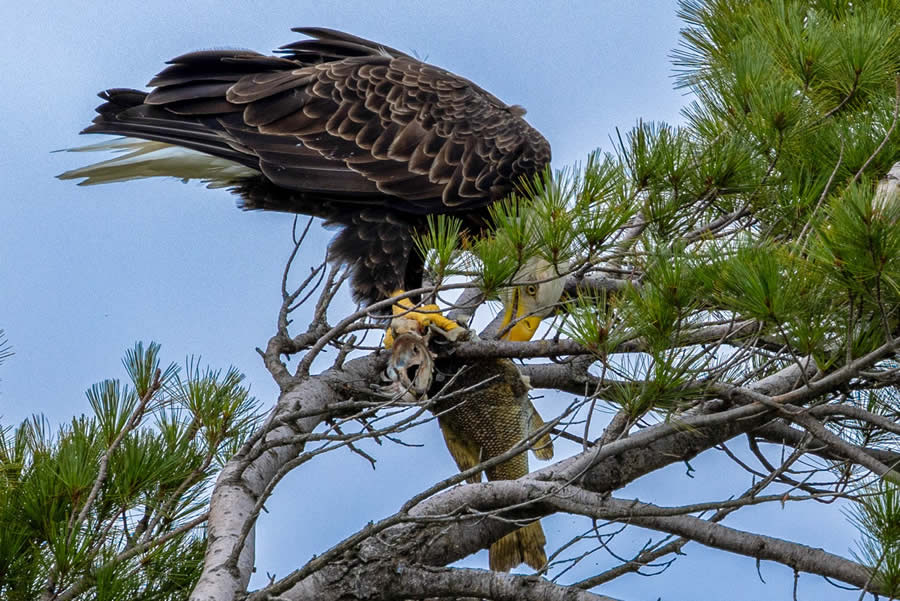 1839 Photographer of the Year Awards Wildlife Winners