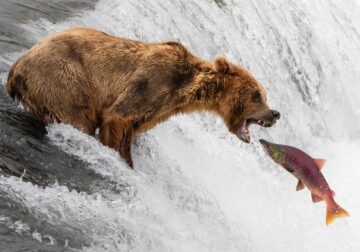 1839 Photographer of the Year Awards Wildlife Winners