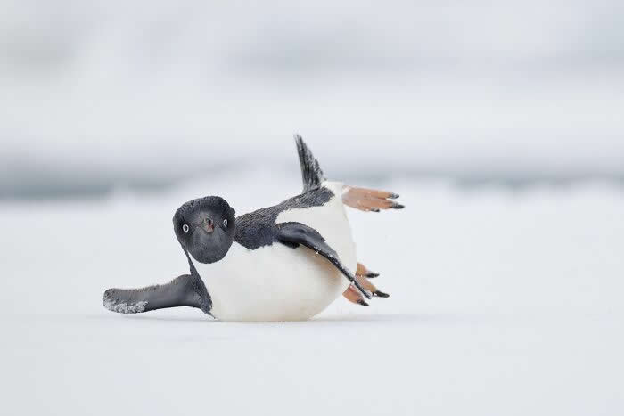 2024 Bird Photographer of the Year Contest Best Photos