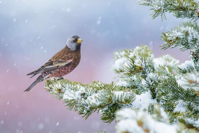 2024 Bird Photographer of the Year Contest Best Photos