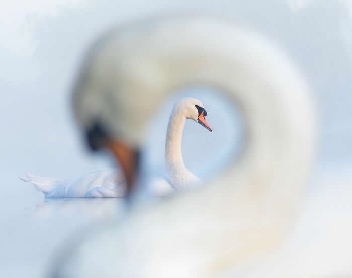 2024 Bird Photographer of the Year Contest Best Photos