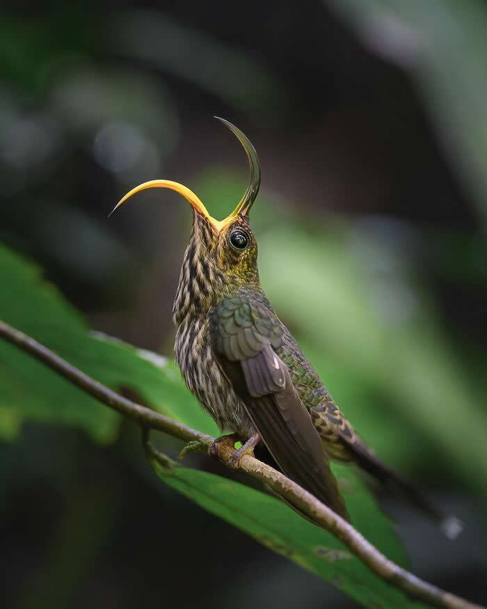 2024 Bird Photographer of the Year Contest Best Photos