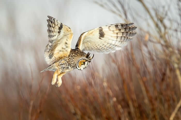 2024 Bird Photographer of the Year Contest Best Photos