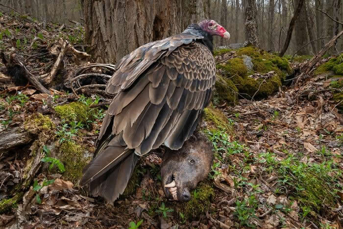 2024 Bird Photographer of the Year Contest Best Photos