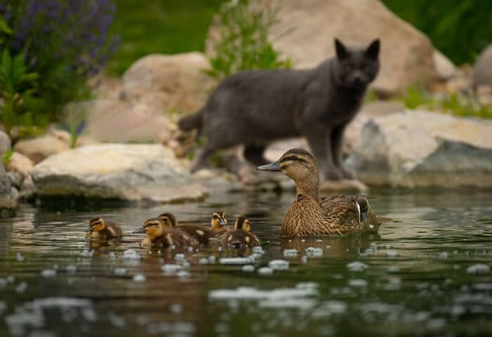 2024 Bird Photographer of the Year Contest Best Photos