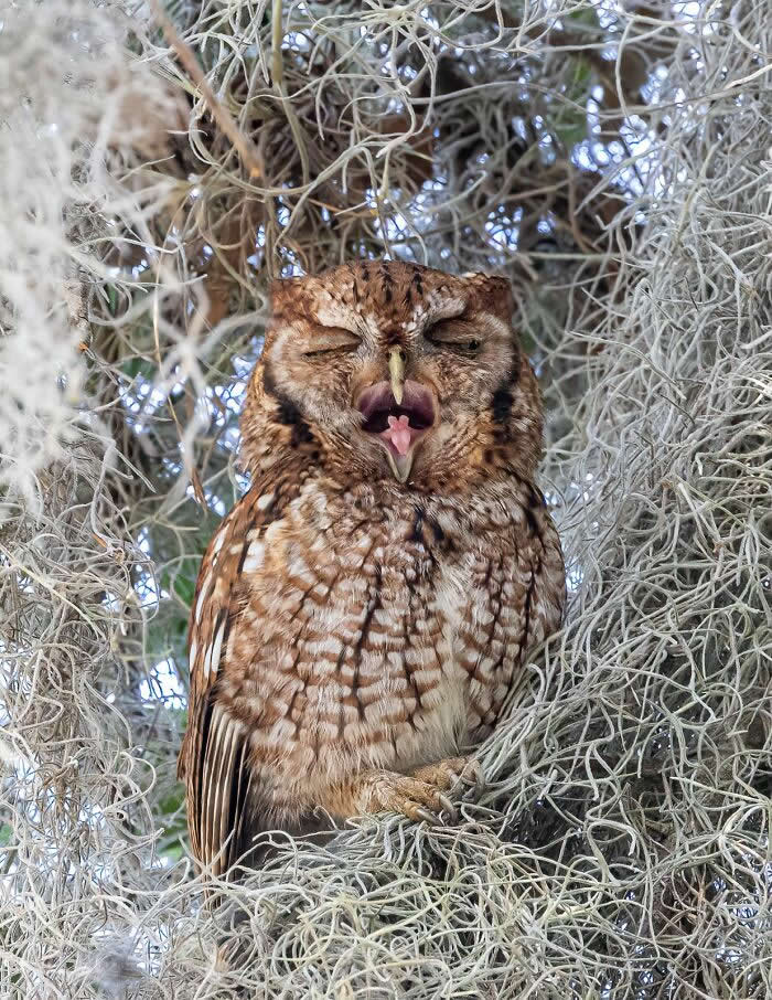 2024 Bird Photographer of the Year Contest Best Photos