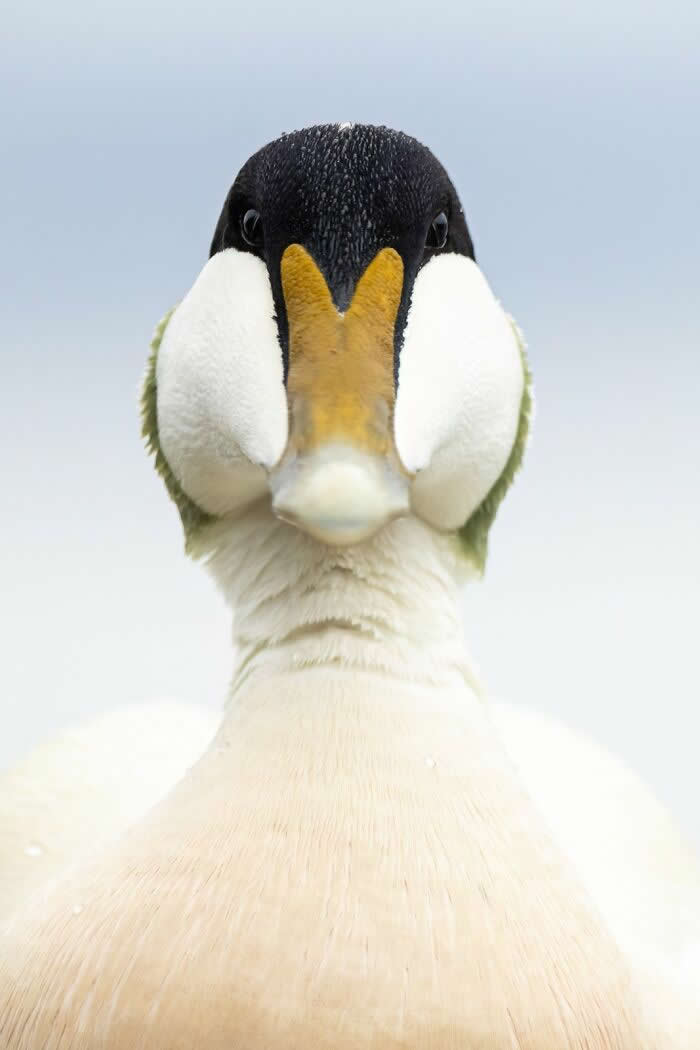 2024 Bird Photographer of the Year Contest Best Photos