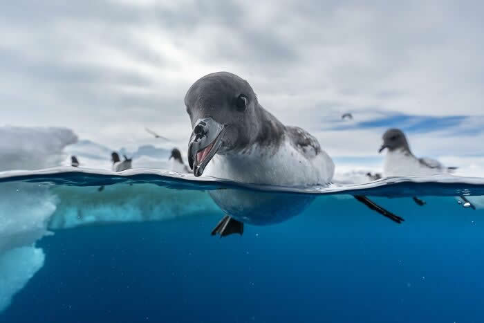 2024 Bird Photographer of the Year Contest Best Photos