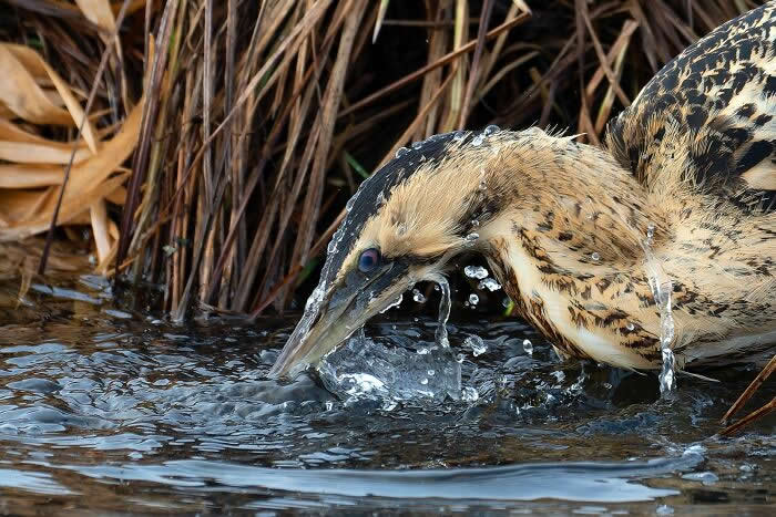 2024 Bird Photographer of the Year Contest Best Photos