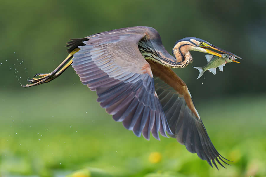 Essential Tips Every Aspiring Bird Photographer Should Know