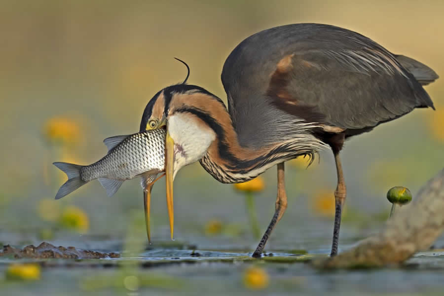 Beautiful Bird Photography by Antonio Aguti