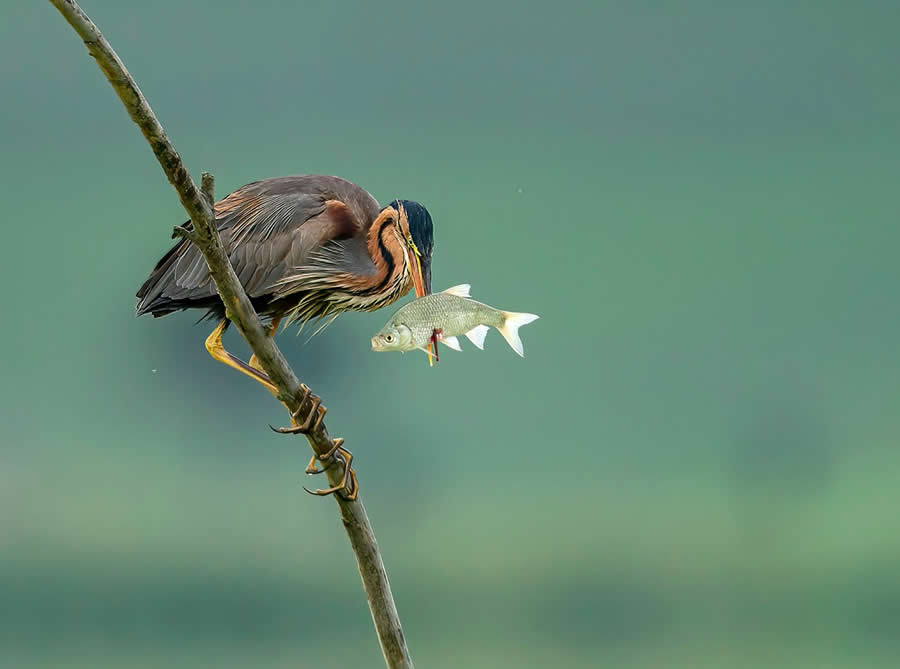 Beautiful Bird Photography by Antonio Aguti