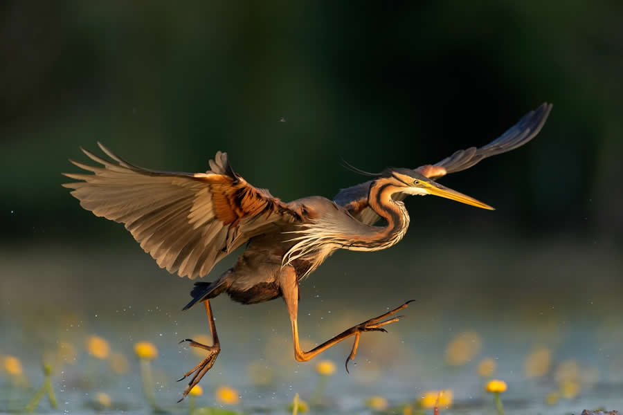 Beautiful Bird Photography by Antonio Aguti