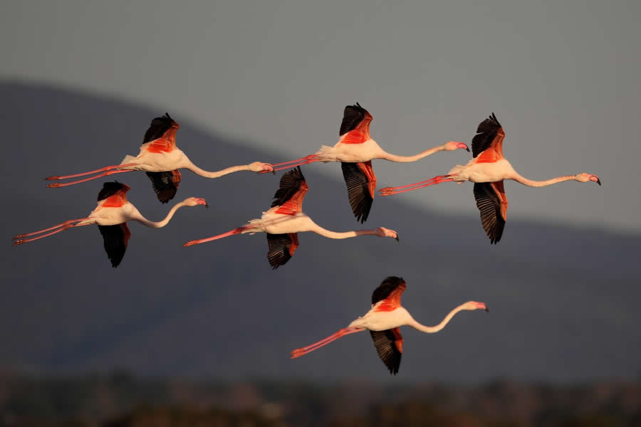 Beautiful Bird Photography by Antonio Aguti