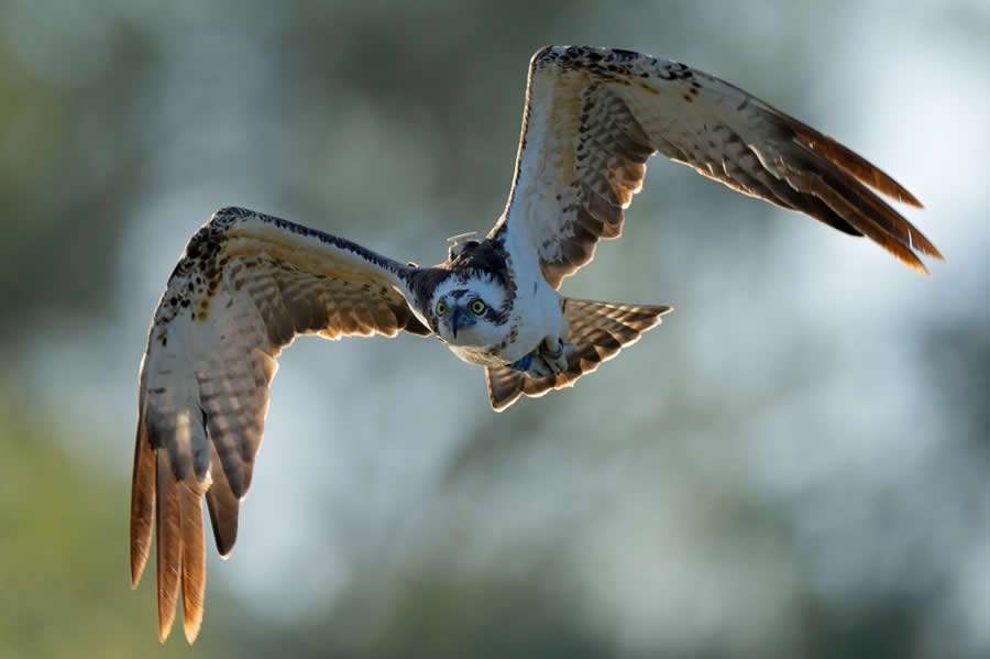 Beautiful Bird Photography by Antonio Aguti