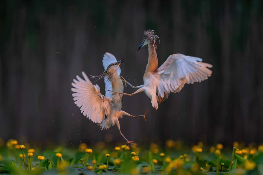 Beautiful Bird Photography by Antonio Aguti