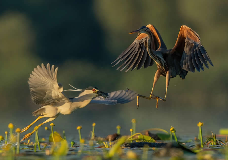 Beautiful Bird Photography by Antonio Aguti