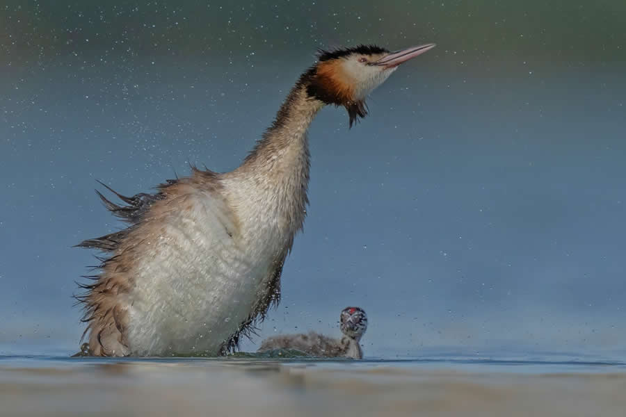 Beautiful Bird Photography by Antonio Aguti