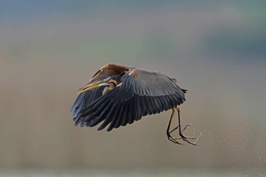 Beautiful Bird Photography by Antonio Aguti