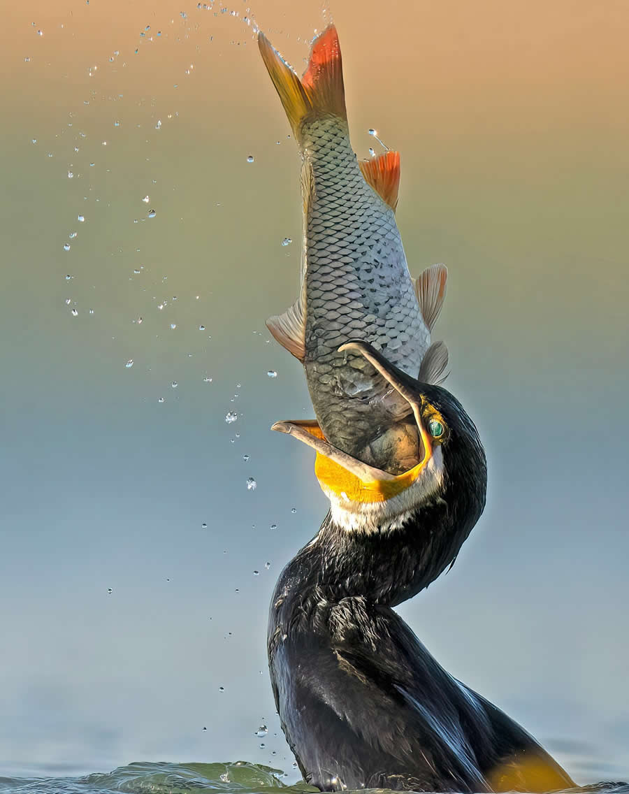 Beautiful Bird Photography by Antonio Aguti