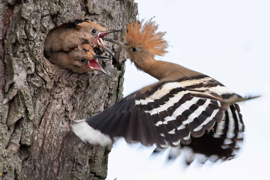 Beautiful Bird Photography by Antonio Aguti