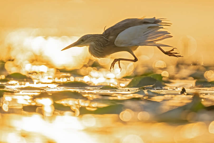 Beautiful Bird Photography by Antonio Aguti