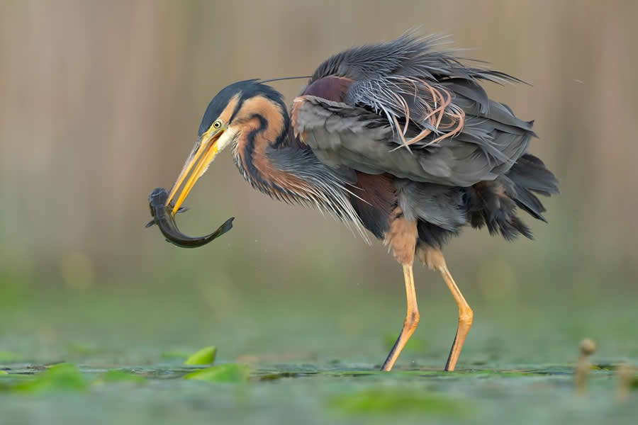 Beautiful Bird Photography by Antonio Aguti