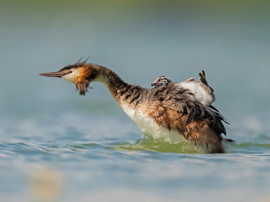 Beautiful Bird Photography by Antonio Aguti