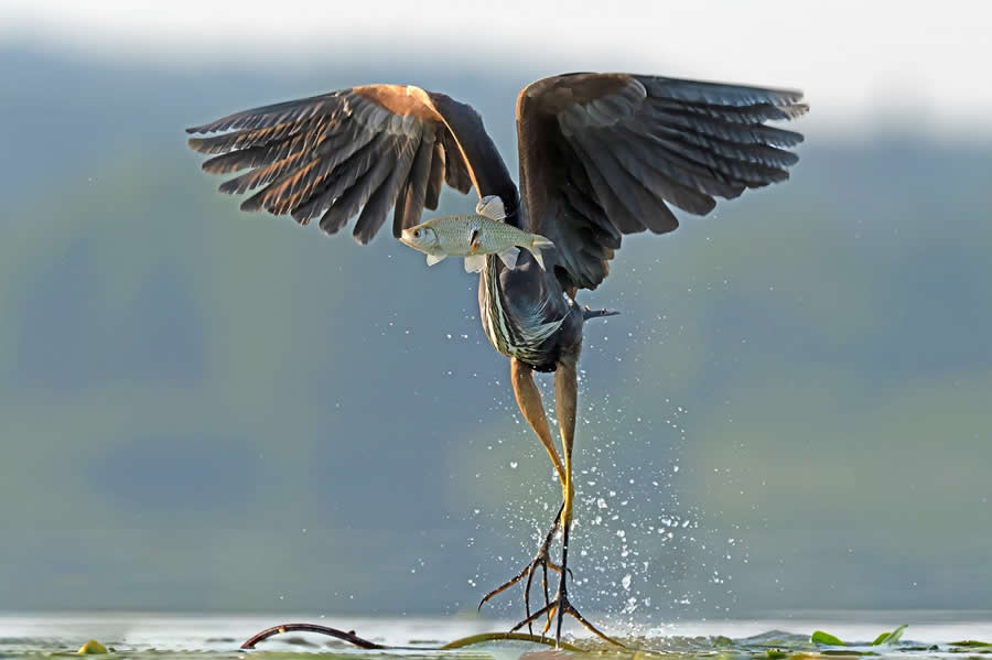 Beautiful Bird Photography by Antonio Aguti