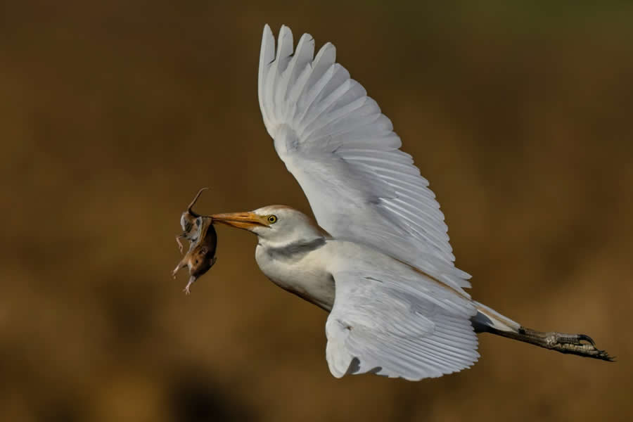 Beautiful Bird Photography by Antonio Aguti