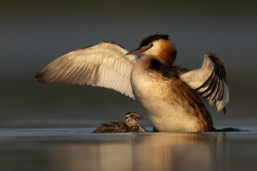 Beautiful Bird Photography by Antonio Aguti