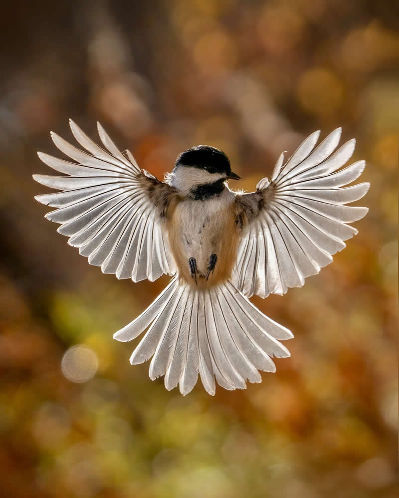 Essential Tips Every Aspiring Bird Photographer Should Know