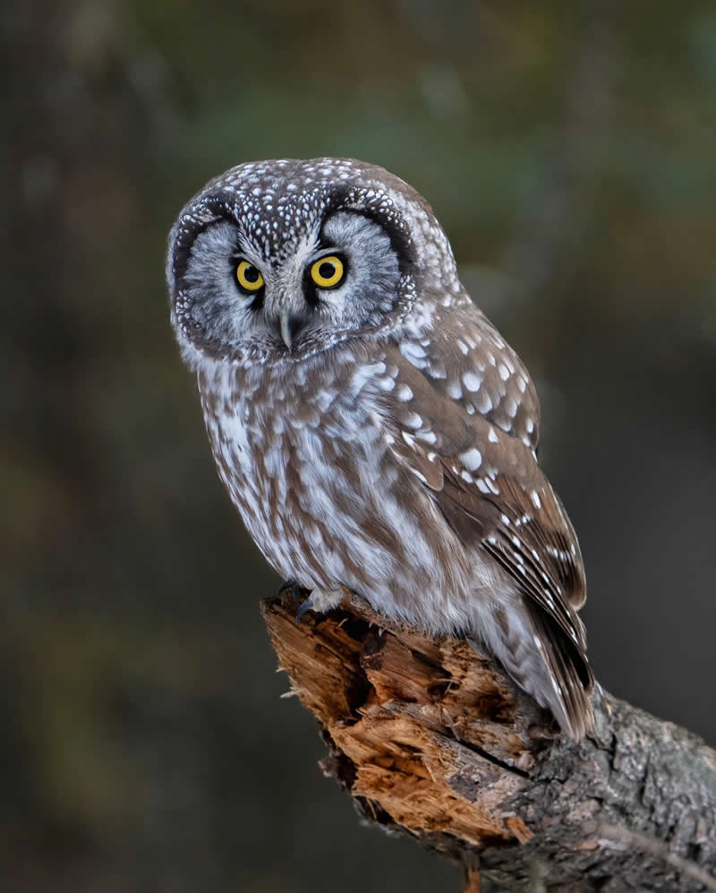 Canada Bird Photography by Jared Vander Meer