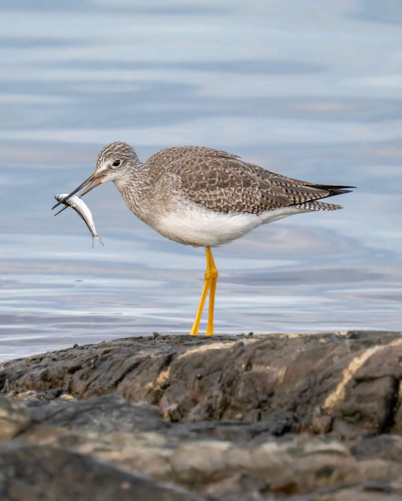 Canada Bird Photography by Jared Vander Meer