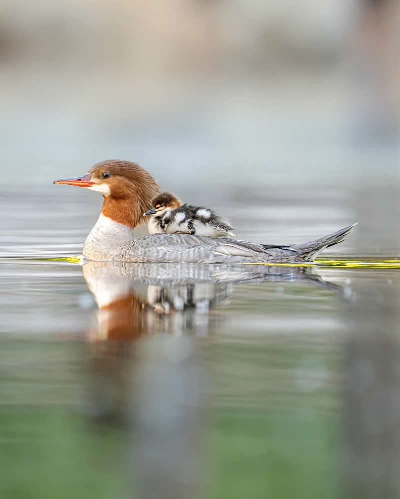 Canada Bird Photography by Jared Vander Meer