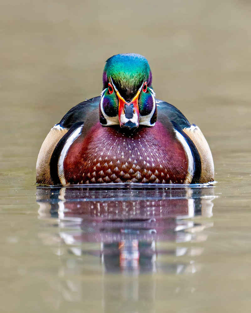 Canada Bird Photography by Jared Vander Meer