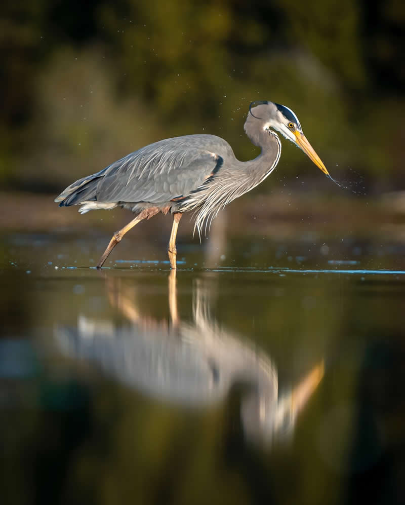 Canada Bird Photography by Jared Vander Meer